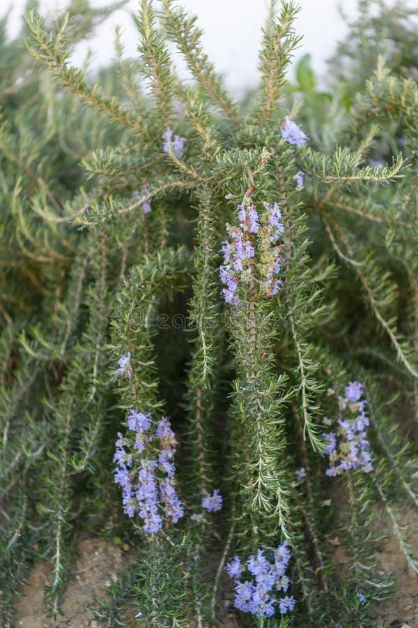 Creeping Rosemary, Rosmarinus officinalis Prostratus Corsican blue, flowering plants